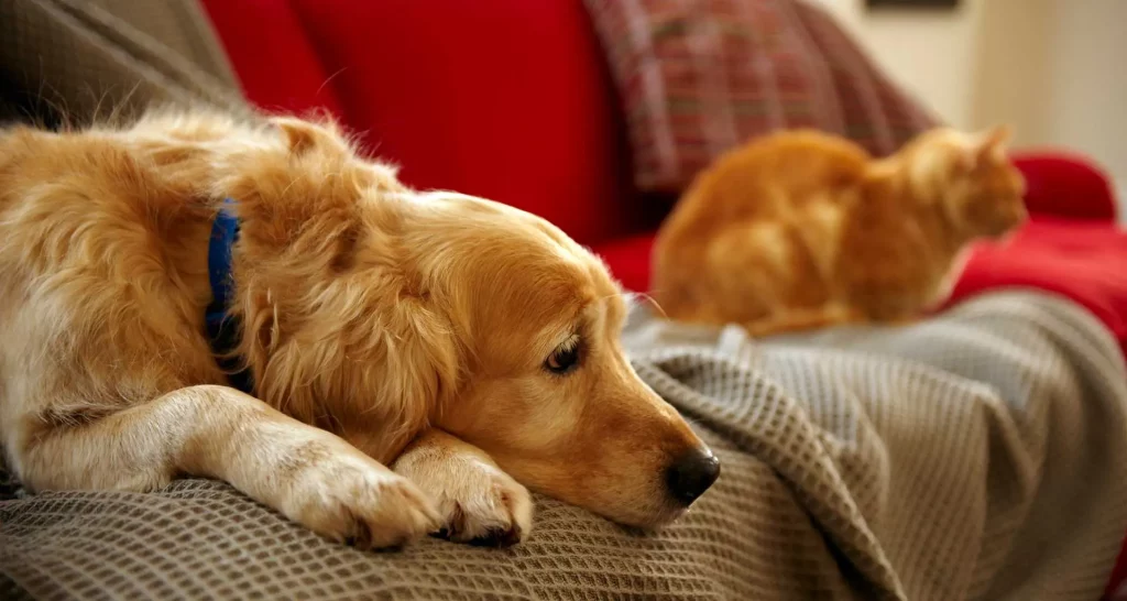 Solutions for Web Designers Effective Strategies for Displaying Pet End-of-Life Care Options